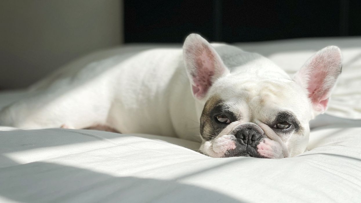 FedEx driver accused of stealing $5,500 French bulldog while making deliveries — but that's not the worst part
