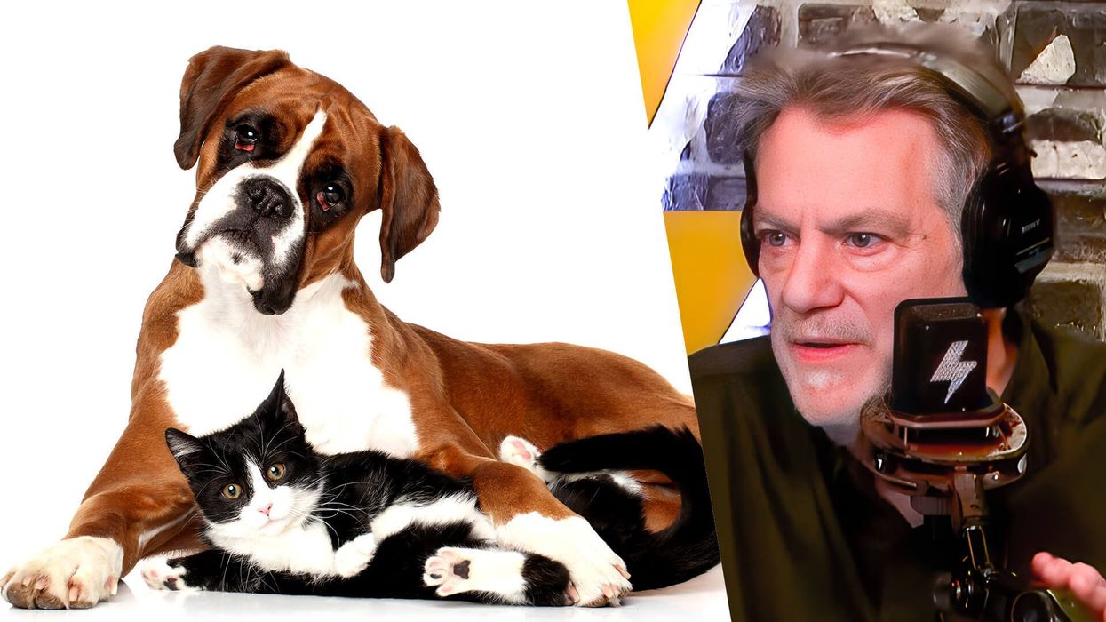 Are Haitian immigrants REALLY eating cats? One reporter says yes