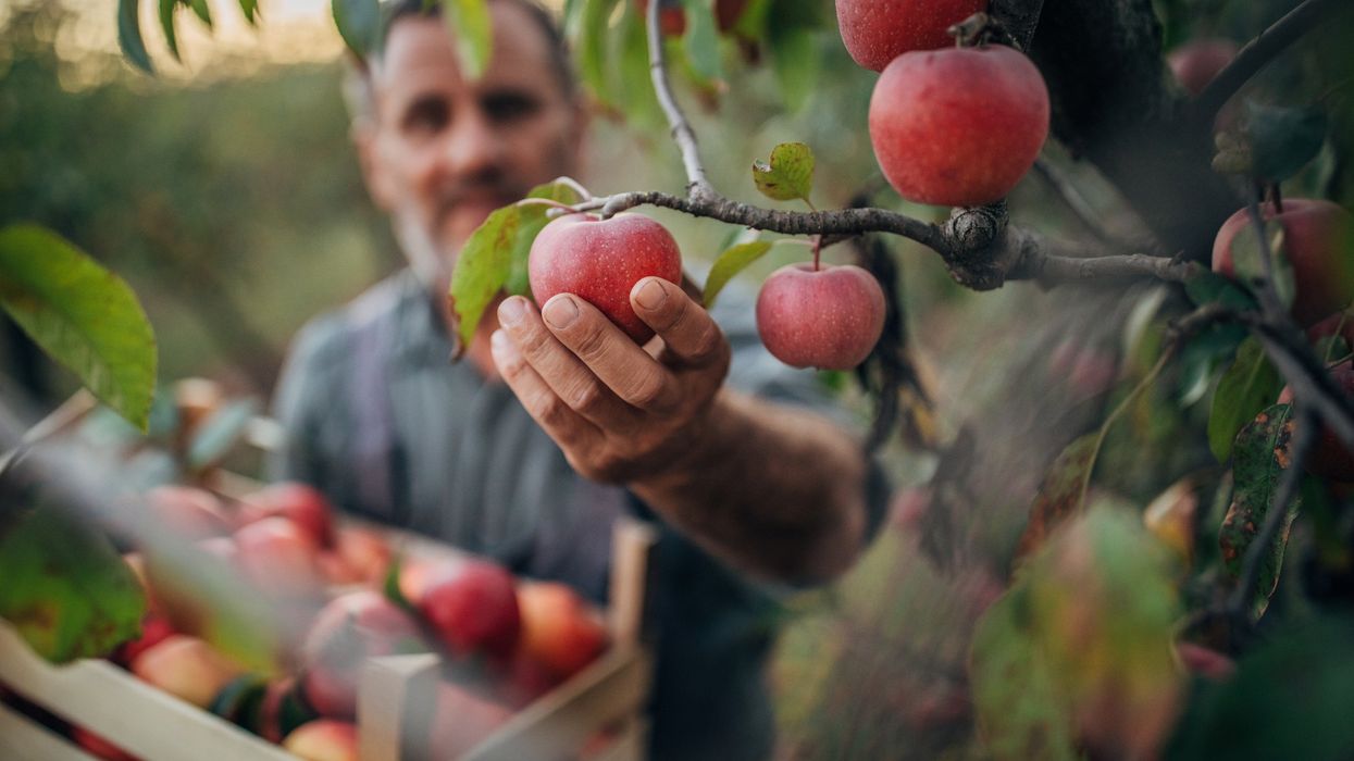 ‘Who’ll pick apples?’ The Democrats’ degrading push for cheap labor