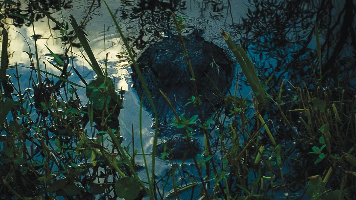 Mark Levin, Florida Man