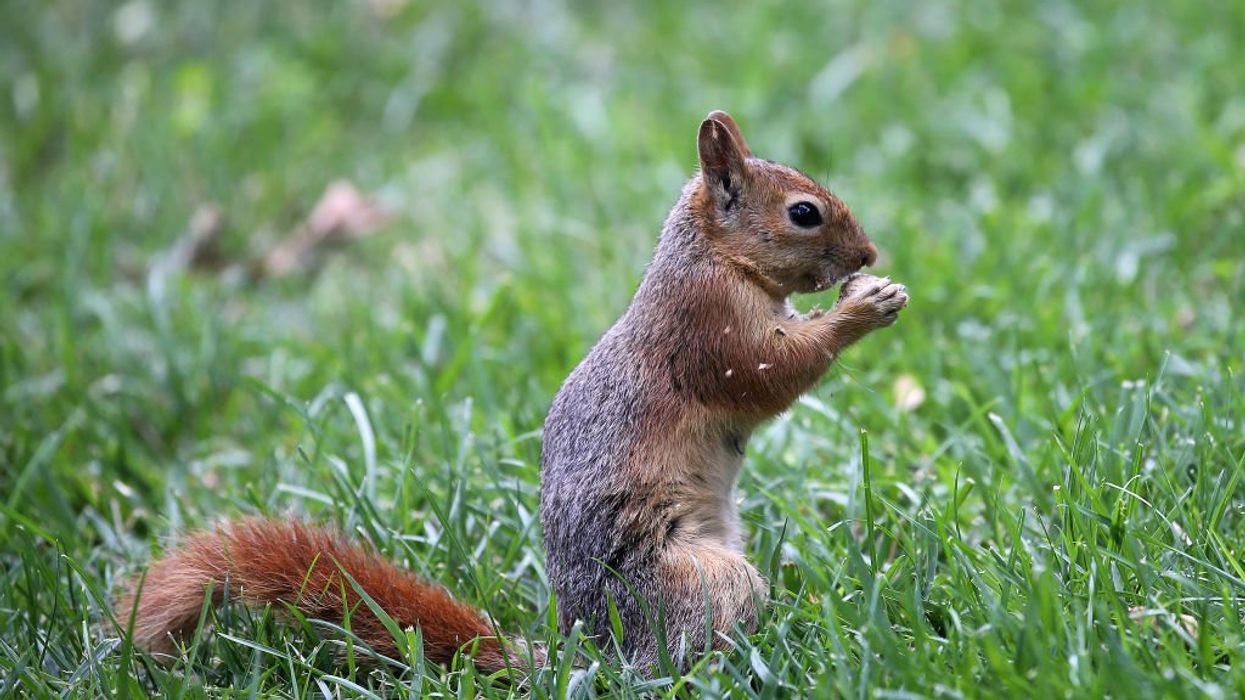 What really happened in the shocking state raid, killing of beloved Peanut the squirrel? Turns out the government was wrong.