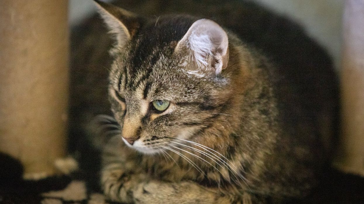 Woman sentenced for killing and eating cat in Ohio