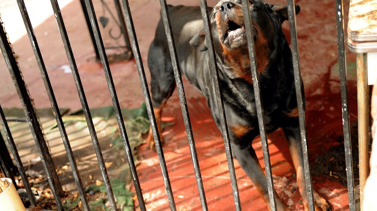5-year-old girl mauled and killed by dogs she lived with her entire life, police say