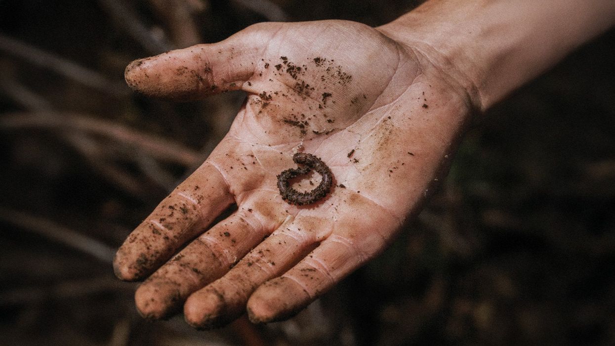 Dirt Rich
