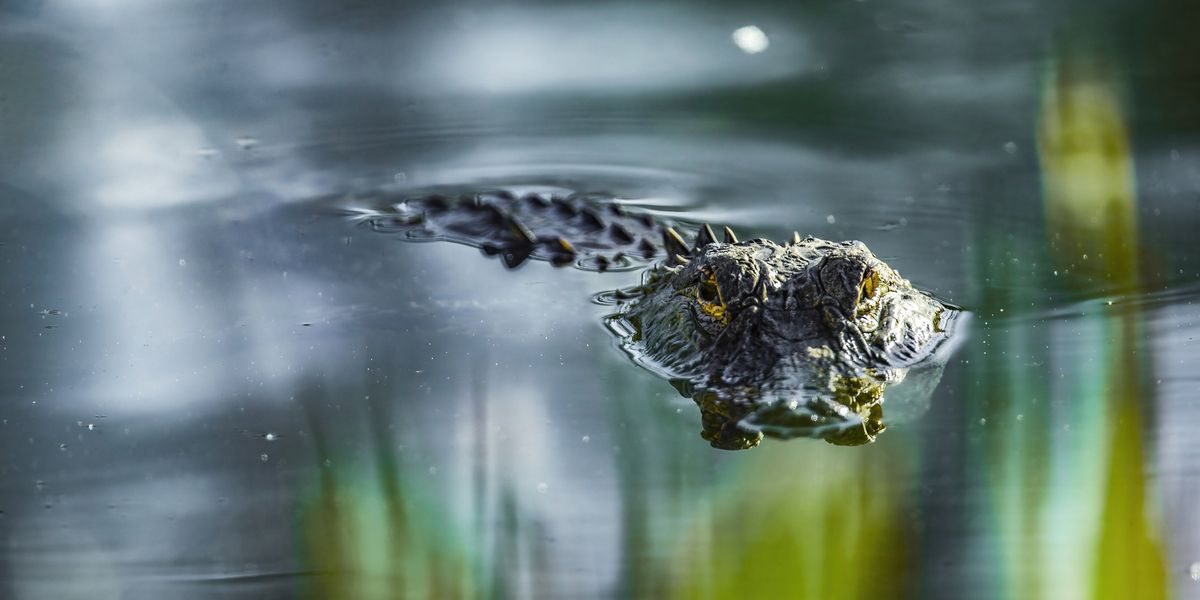 Florida woman mauled to death in ‘thrashing’ alligator attack during canoe trip as husband tried to fight off massive beast Florida woman mauled to death in ‘thrashing’ alligator attack during canoe trip as husband tried to fight off massive beast