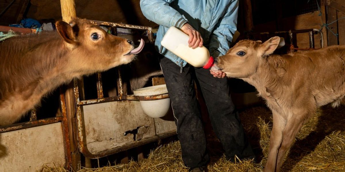Why buying raw milk feels like breaking the law Why buying raw milk feels like breaking the law
