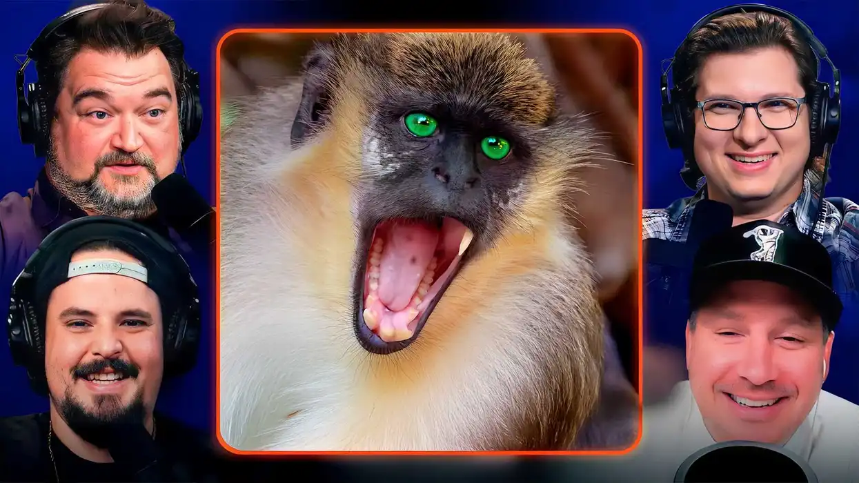 Mississippi marked safe from disease-ridden monkey escapees