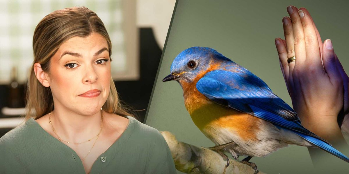 Is God sending bluebirds to Christian influencers?