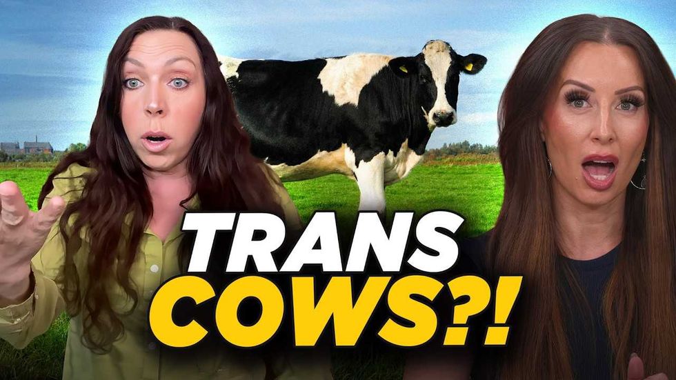 TRANS COWS? Why are male cattle suddenly lactating?
