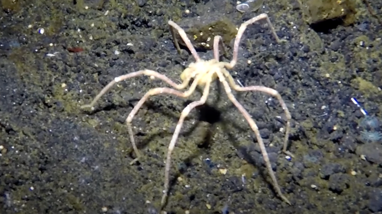 New sea spider discovered in Antarctica, breathes through its 1.2-inch legs