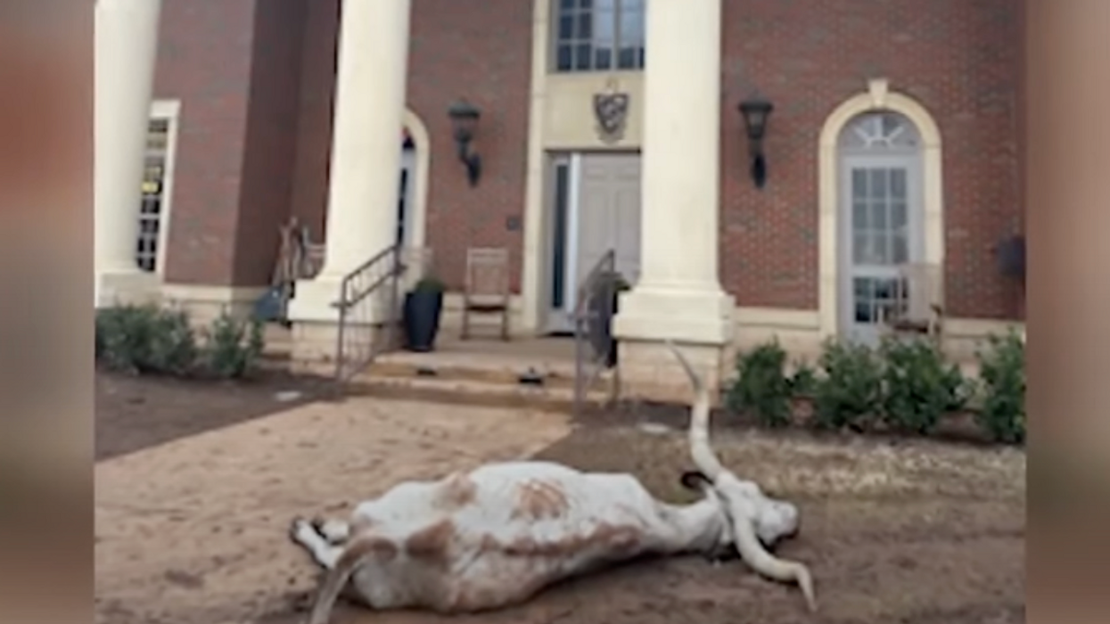 Dead longhorn found mutilated in front of Oklahoma State University fraternity house amid Big 12 Championship game