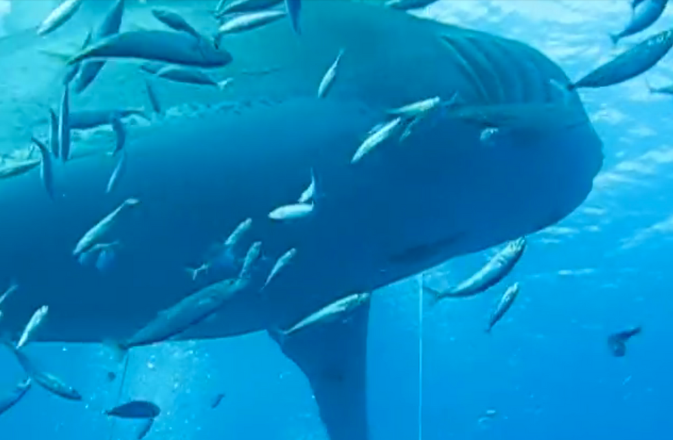 Some Are Wondering If the Great White Shark Seen in This Viral Video Is the Largest Ever Captured on Video