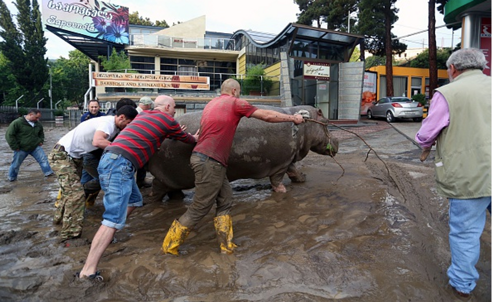 Zoo Animals on the Loose After Deadly Georgia Flood