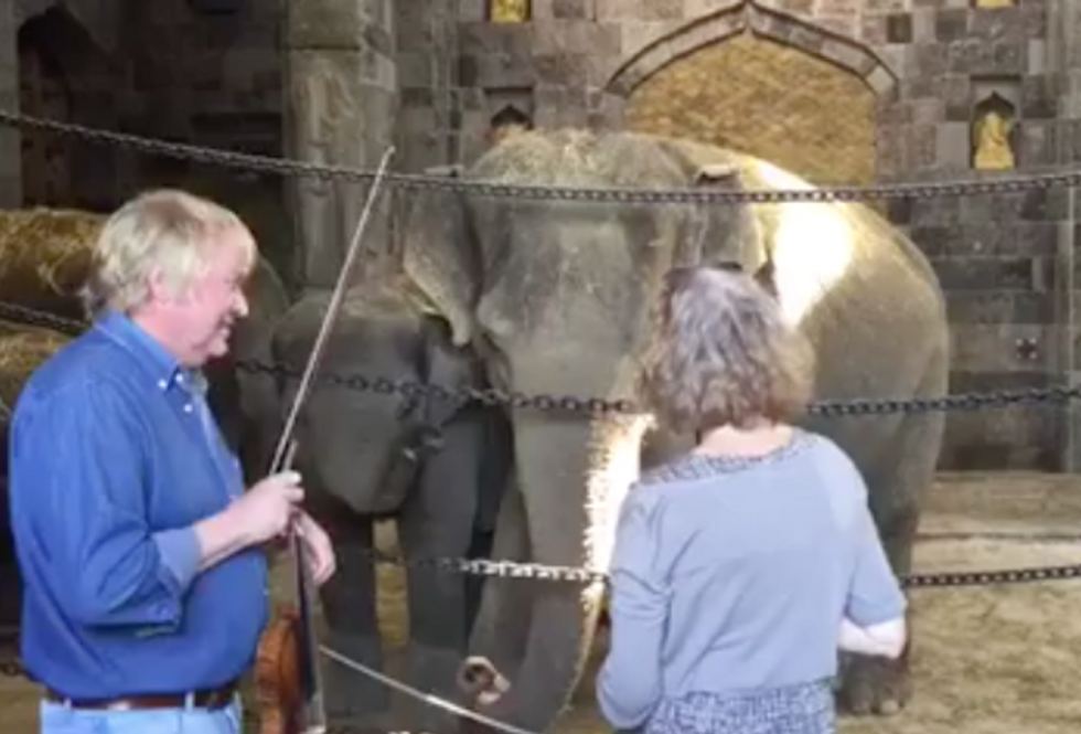This video of elephants listening to live violin music might be just what you need today