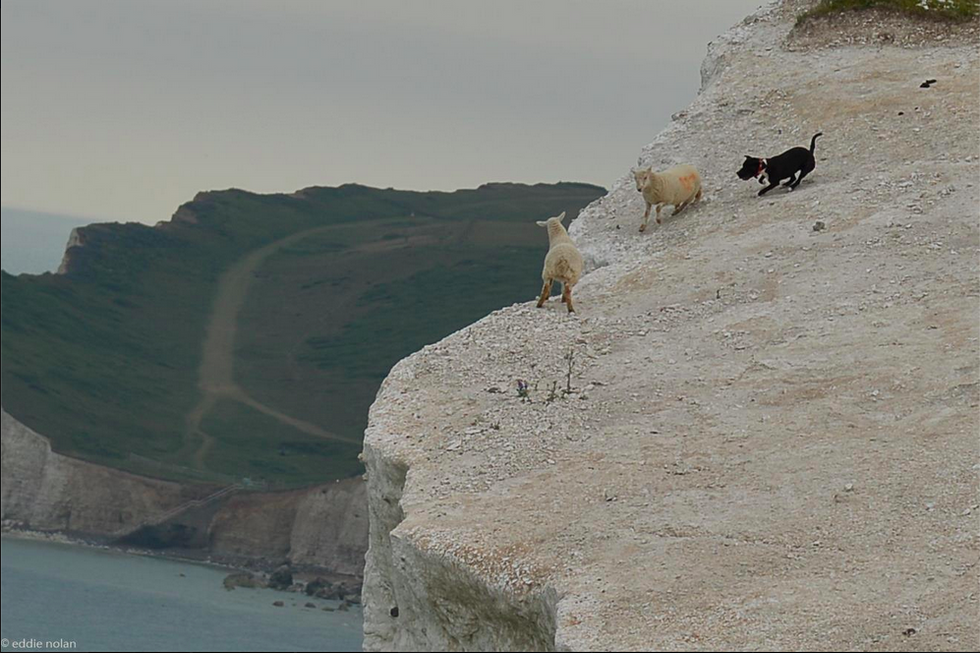 Police Search For 'Irresponsible Dog Owner' After Photos Emerge of Dog Terrorizing Sheep at Cliff's Edge