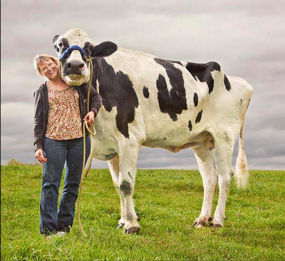 World's Tallest Cow Receives Posthumous Award