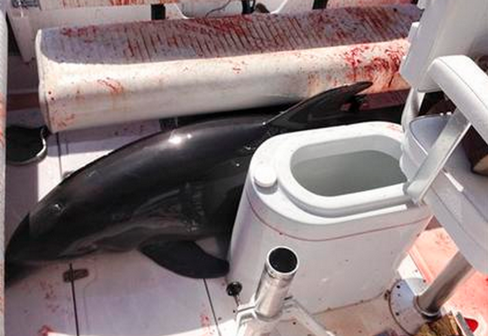Photos: 350-Pound Dolphin Leaps Into Boat, Breaks Both of Woman's Ankles
