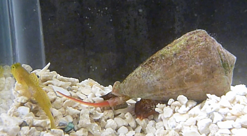 Scientists Discover a 'Complex Cocktail of Many Chemicals' in Snail Venom That Could Treat Cancer, Pain and Addiction