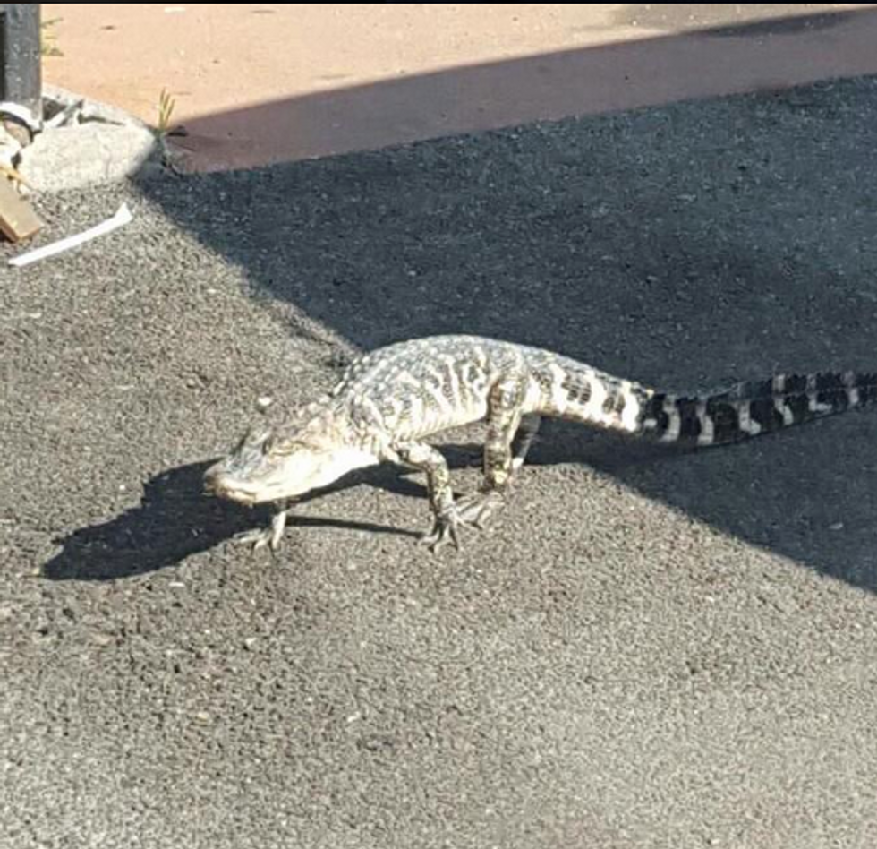 Wild Animal Found Roaming NYC Streets Has Police Asking 'What's Next?