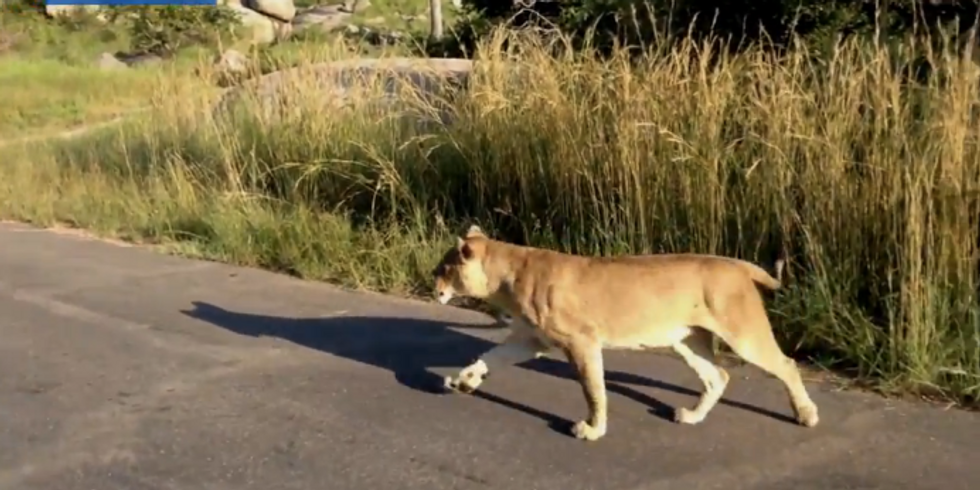 Dramatic Video Captures How Lioness Reacts When Male Lion Threatens Her Cub: ‘Amazingly Special Thing to Witness’