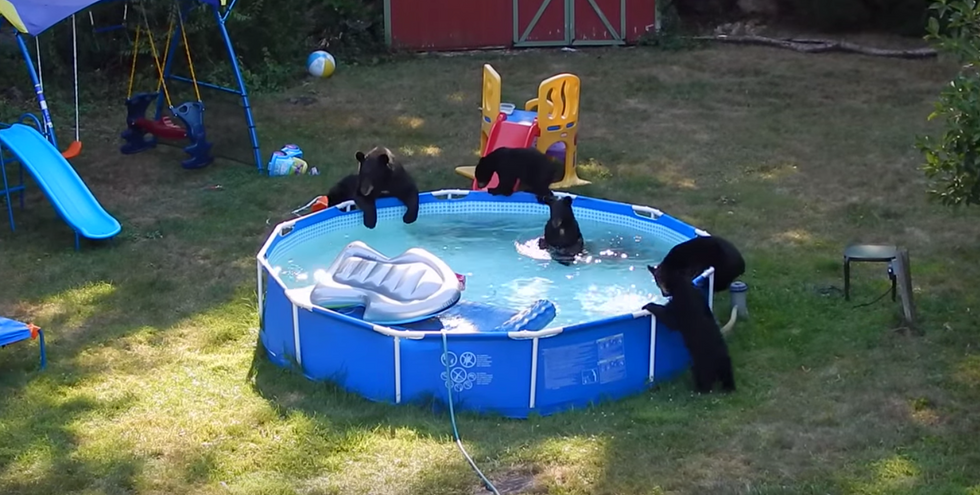 Family watches in amazement as a 'bear family' takes over their pool