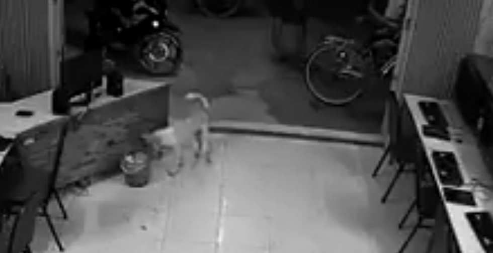 Watch What Happens When This Guy Tries to Kick a Dog — 'Instant Karma\