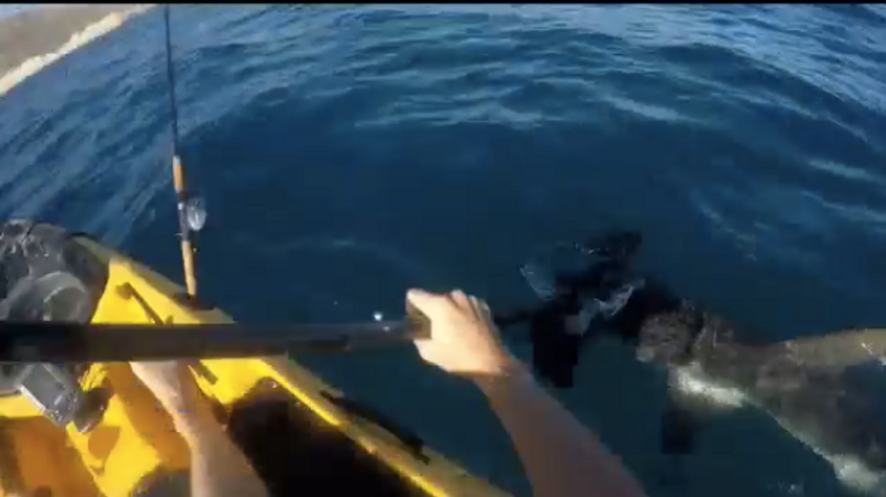 VIDEO: Kayak Fisherman Fights Off Relentless Hammerhead Shark — and He Noticed Something 'Creepy' When He Made It to Shore