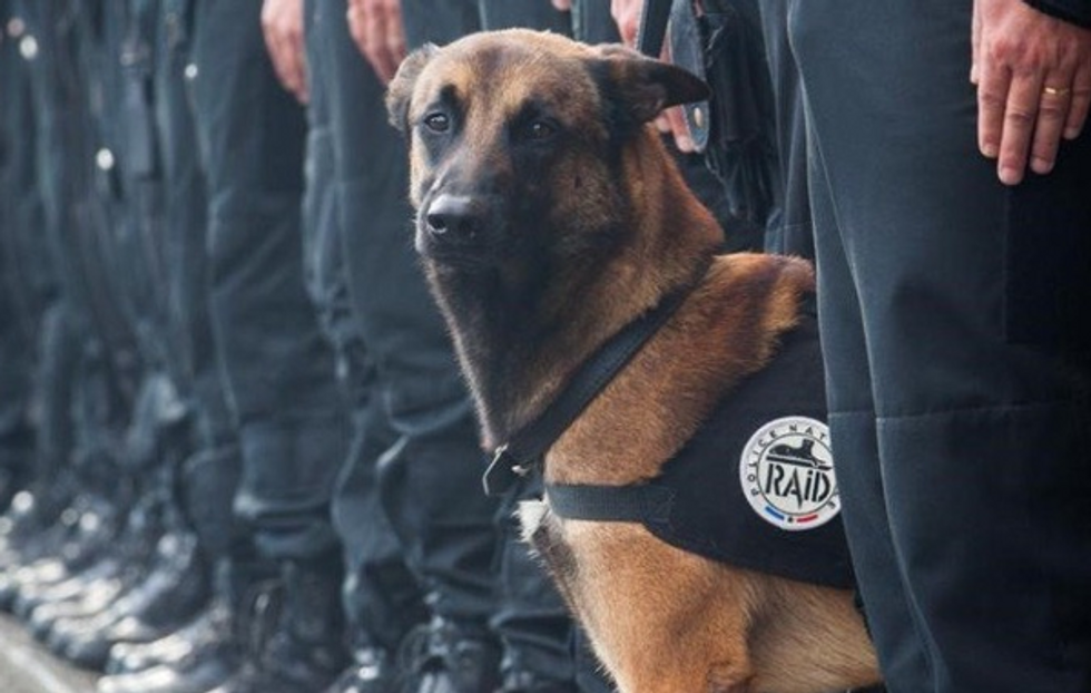 #JeSuisChien: Support Pours in From Around the World After the ‘Jack Bauer of Dogs’ Is Killed During France Anti-Terror Raid