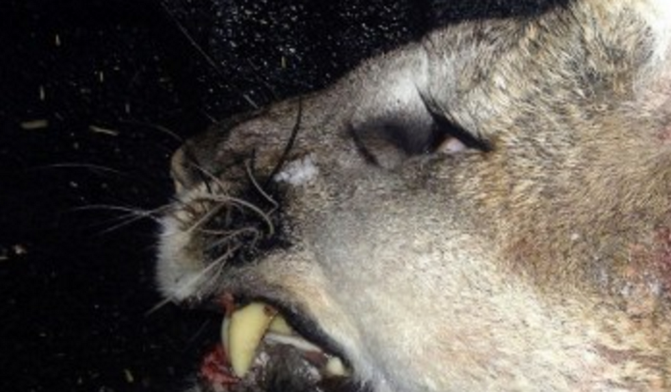 Unusual Catch: Idaho Hunter Tracks Down Mountain Lion That Has Left Wildlife Biologists Completely Stumped