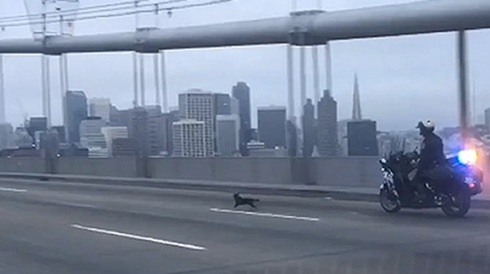 Intense Chihuahua Chase Against Highway Traffic Results in 'Verbal Warning' for Precocious Pooch