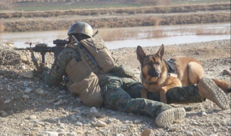 Military Dog Awarded Highest Honor for Gallant Service in U.S. Marines