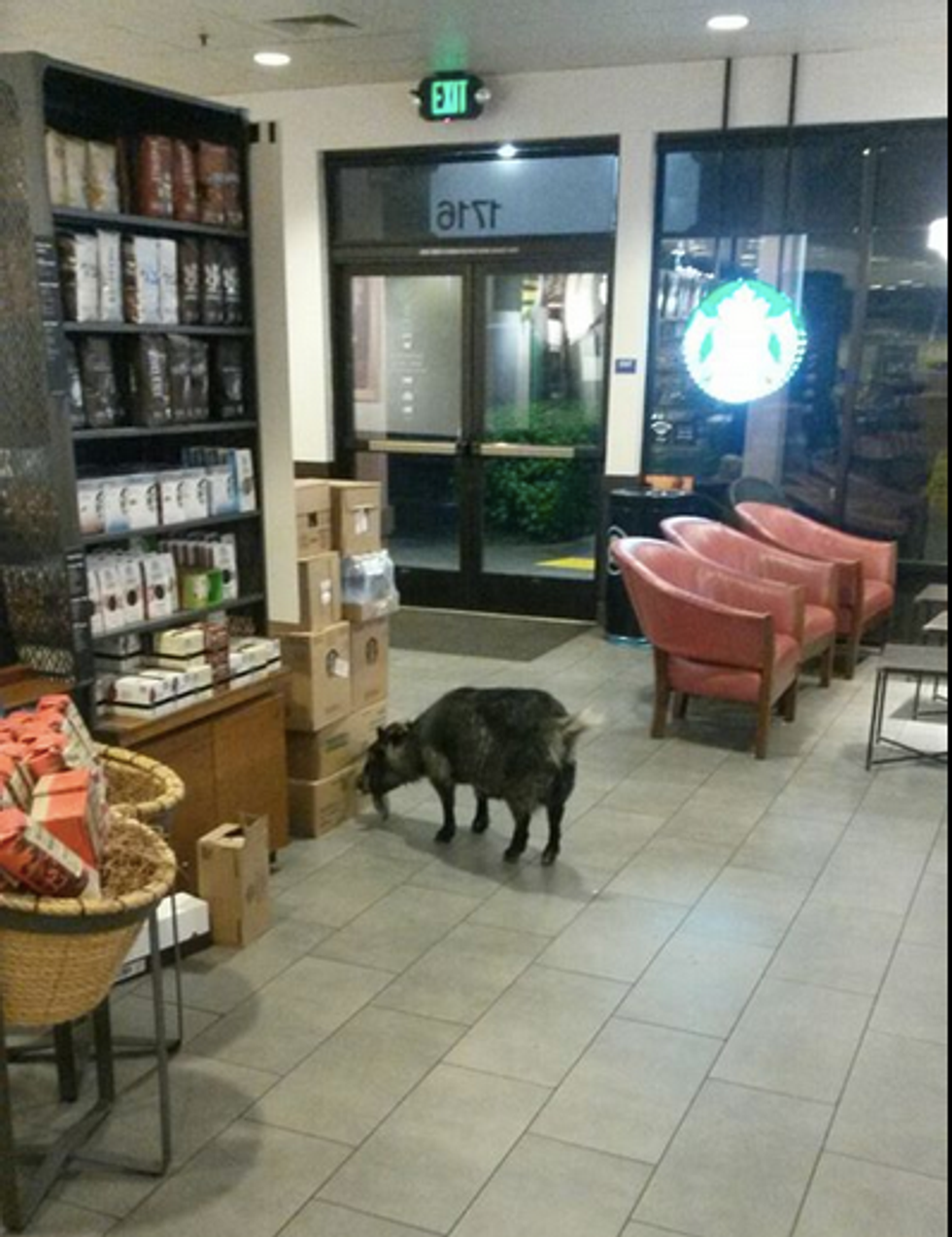 Goat Breaks Free and Goes on Starbucks Run in California