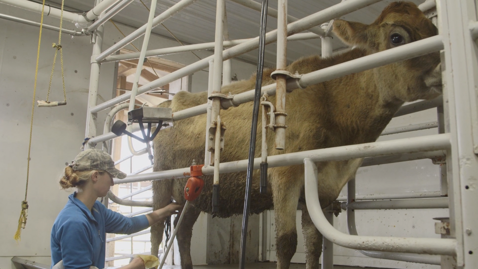 For the Record': The Battle Over Raw Milk
