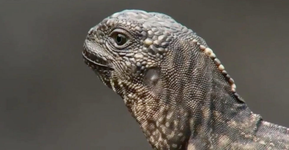 VIDEO: World's greatest iguana escapes approximately one million snakes