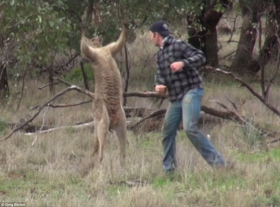 Watch: Australian man under investigation for punching a kangaroo in the face to save his dog