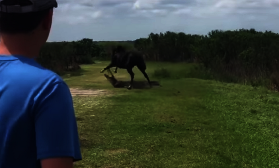 Watch: Wild horse fights giant alligator at a Florida national park