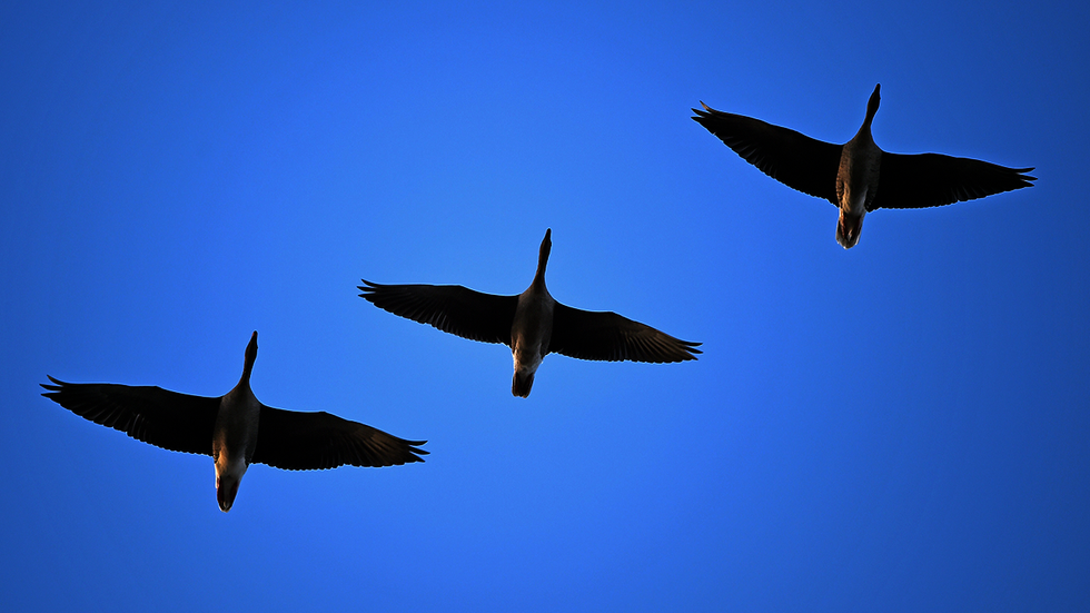 MSNBC guest says border wall will prevent birds from migrating