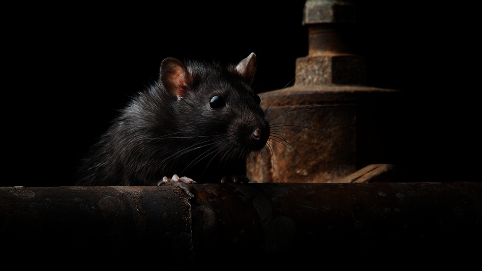 Rats are so bad at these NYC schools they are crawling on walls and making kids feel 'scared
