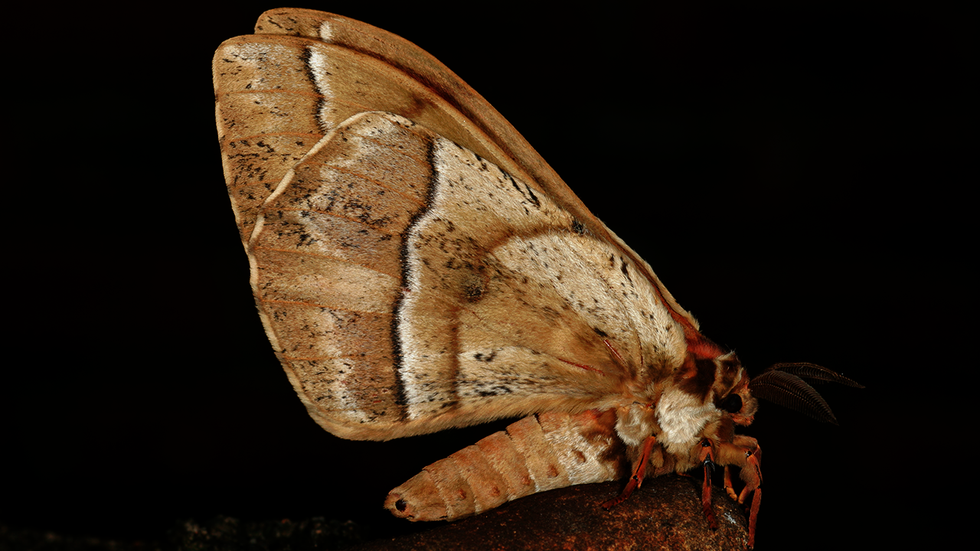 Mysterious flying mothlike person sighted repeatedly in Chicago