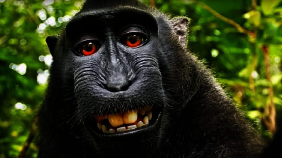 ‘Monkey selfie’ case could have vast implications for posting pics on the internet and beyond