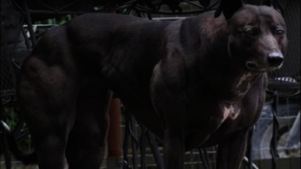 China has produced gene-edited ‘super dogs’