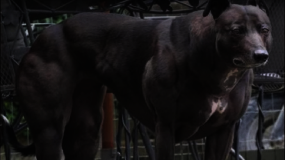 China has produced gene-edited ‘super dogs’