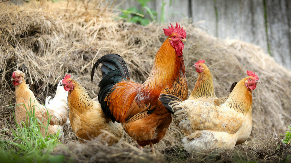 Listen: Here’s how you get a farm ready for winter