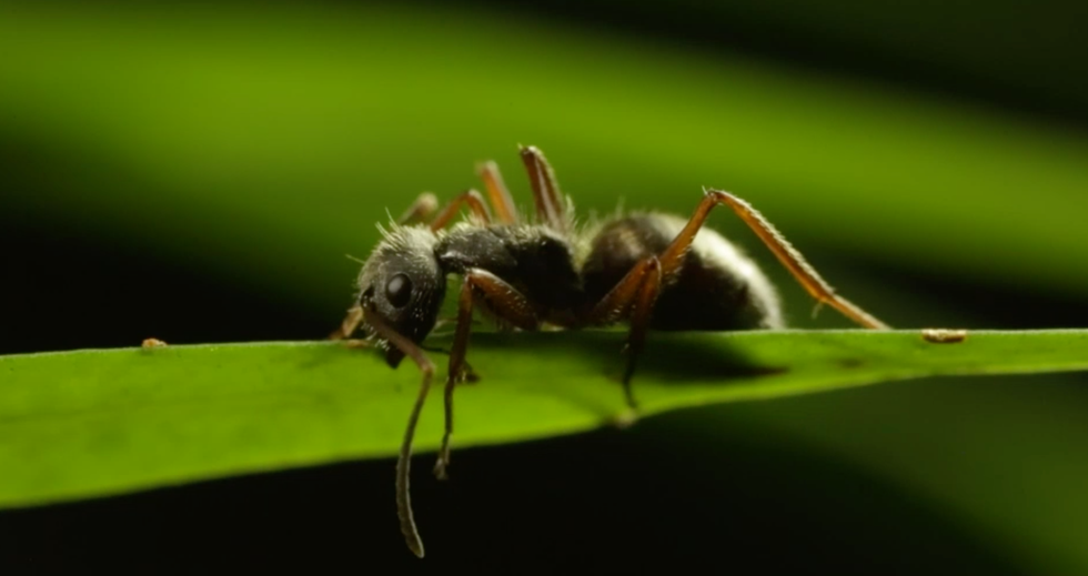 Zombie ants: Scientists discover new information about the parasite that takes over carpenter ants