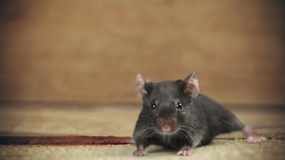 Listen: How do you keep mice out of an old farmhouse?