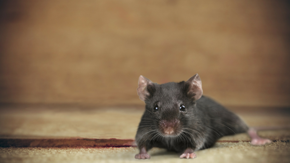 Listen: How do you keep mice out of an old farmhouse?