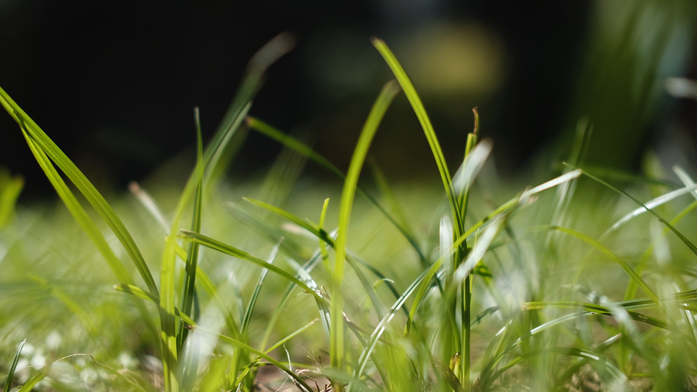 Environmentalists vs. the economy? Green org fights economic rebound in Appalachia