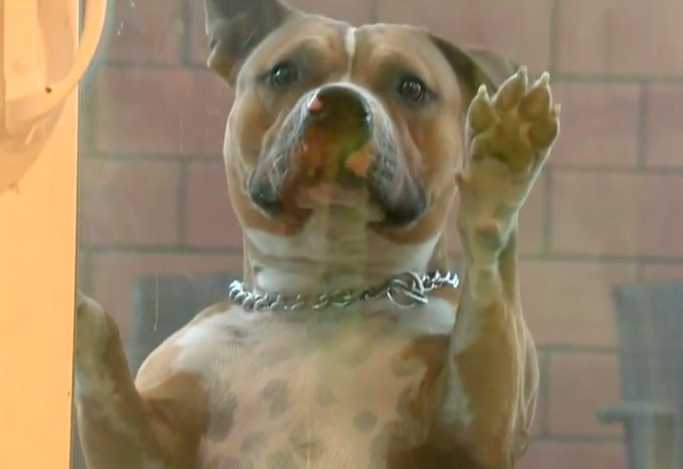 Fleeing alleged car thief hopped in a backyard to hide — but the dogs were home