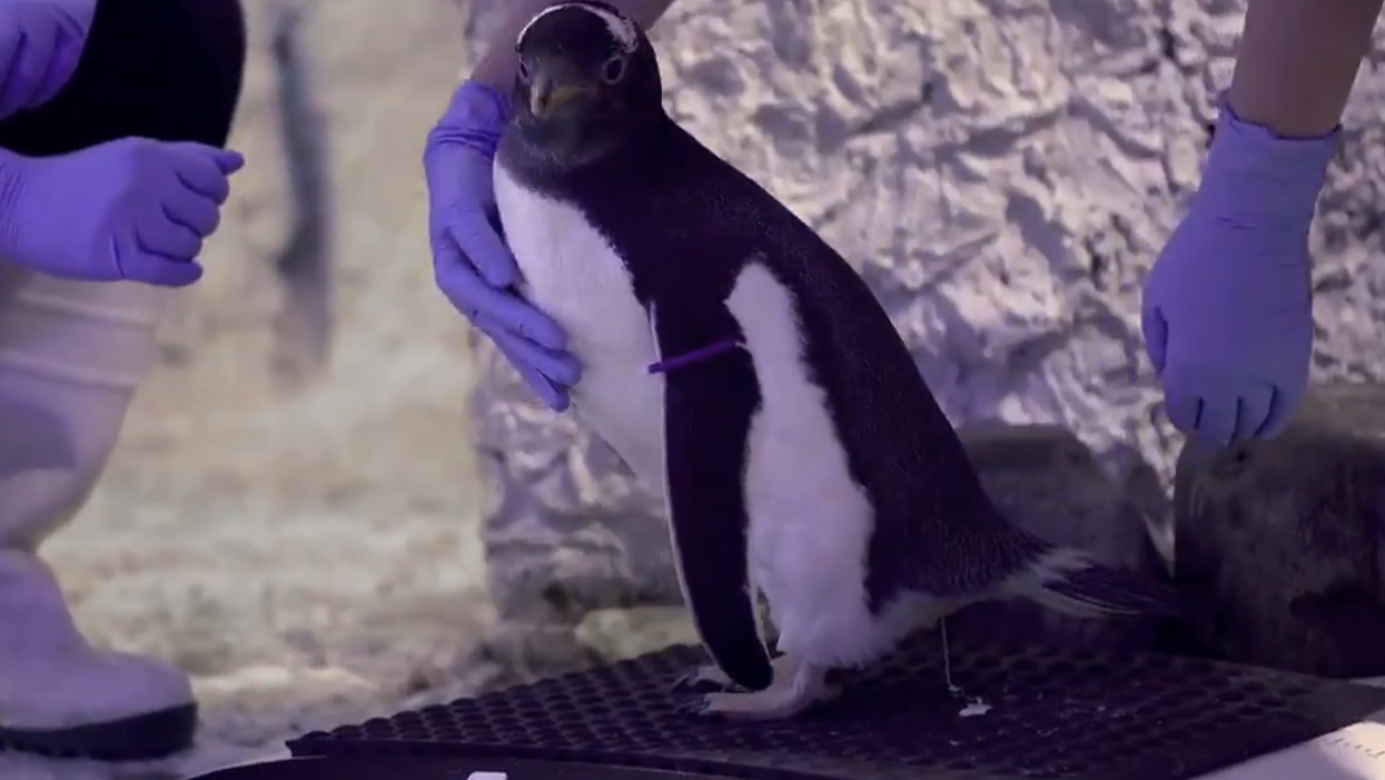 A London aquarium says it's planning to raise a 'genderless' penguin