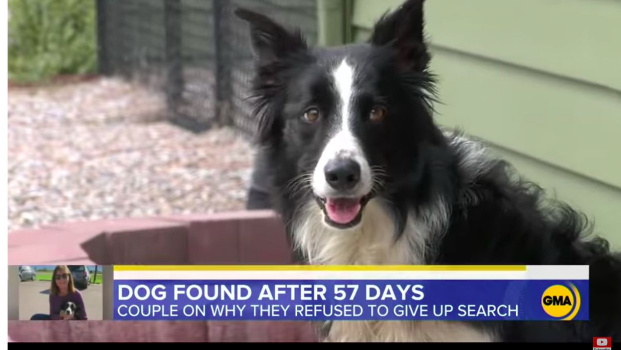 A woman quit her job and she and her husband spent two months searching for their lost dog